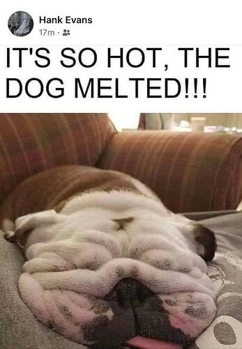 dog melted