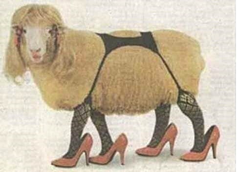 sheep heels